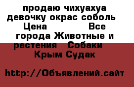 продаю чихуахуа девочку,окрас соболь › Цена ­ 25 000 - Все города Животные и растения » Собаки   . Крым,Судак